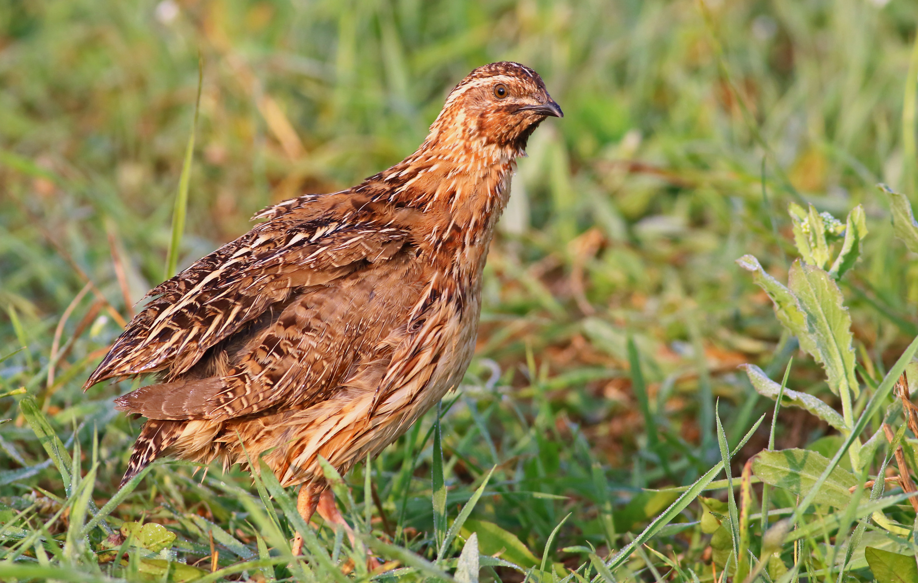 Common Quail — Ana fotoğraf